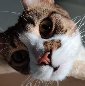 Meet your Posher, Mandie bailey